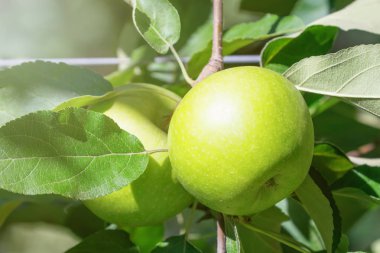 Ağaçtaki Yeşil Elma, Elma Ağacı